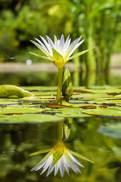 garden pond