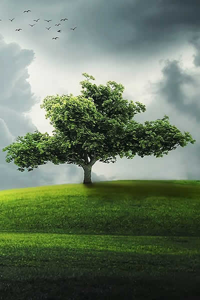 tree planting tools